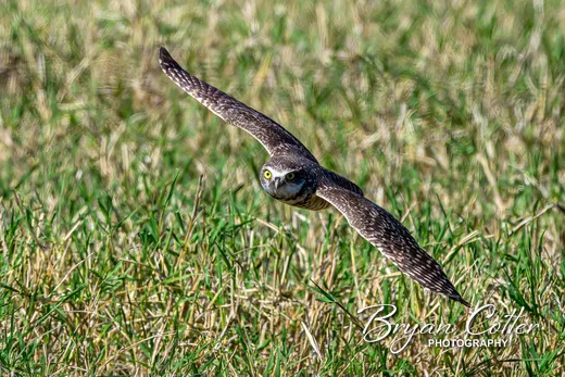 Burrowing Owl