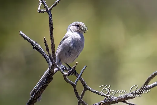 Bushtit