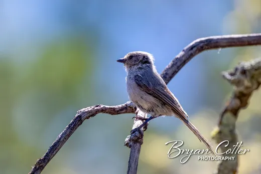 Bushtit