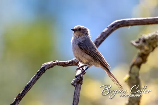 Bushtit