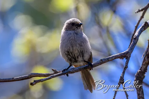 Bushtit