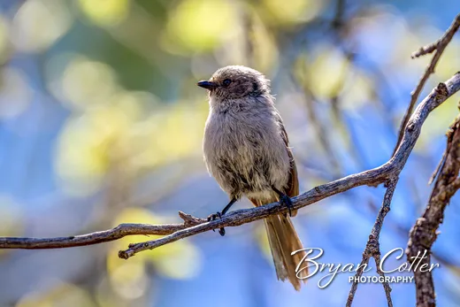 Bushtit