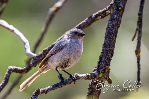 Bushtit