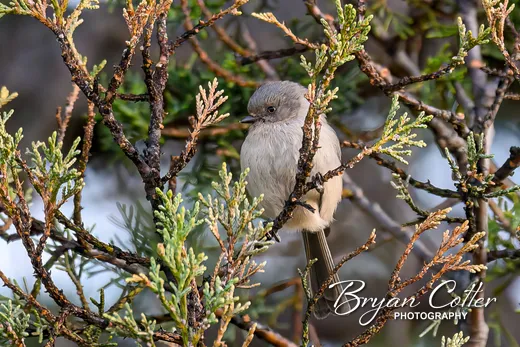 Bushtit