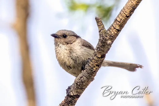 Bushtit