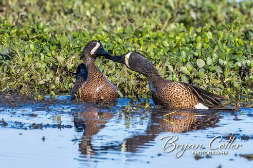 Blue-winged Teal photographed in Texas by Bryan Cotter