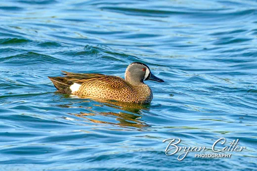 Blue-winged Teal