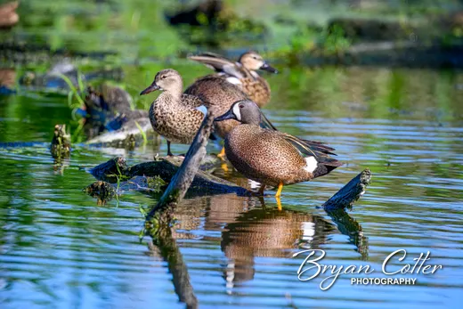 Blue-winged Teal