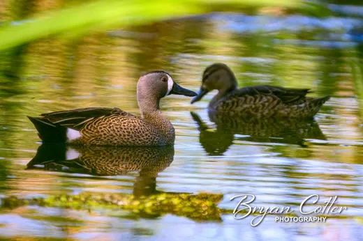Blue-winged Teal