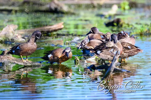 Blue-winged Teal