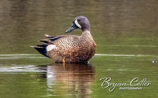 Blue-winged Teal photographed in Texas by Bryan Cotter