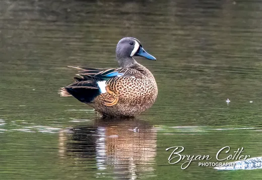 Blue-winged Teal