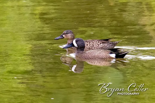 Blue-winged Teal