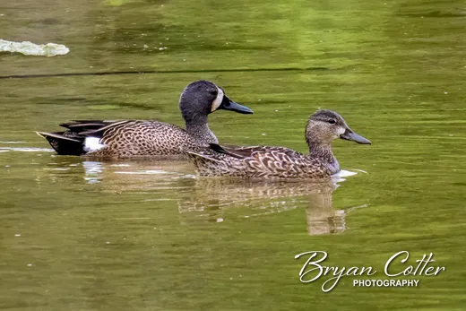 Blue-winged Teal