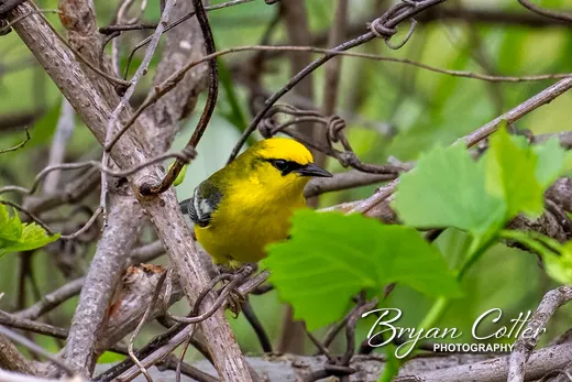 Blue-winged Warbler