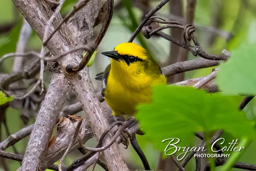Blue-winged Warbler