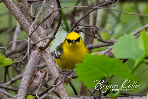 Blue-winged Warbler
