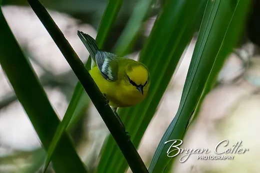 Blue-winged Warbler