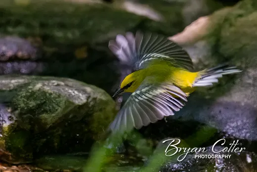 Blue-winged Warbler