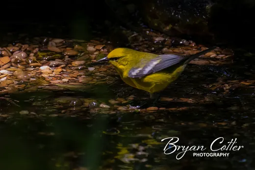 Blue-winged Warbler