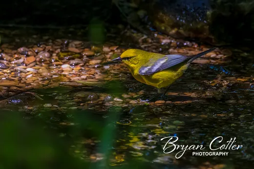 Blue-winged Warbler