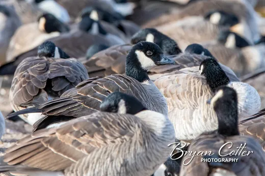Cackling Goose photographed in Texas by Bryan Cotter