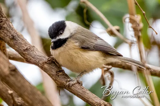 Carolina Chickadee