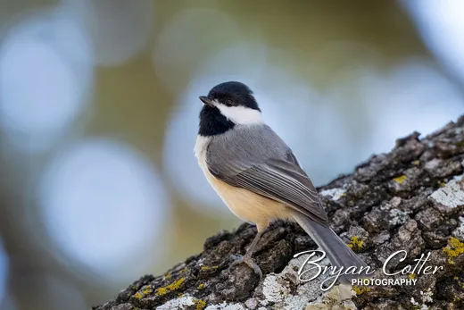 Carolina Chickadee