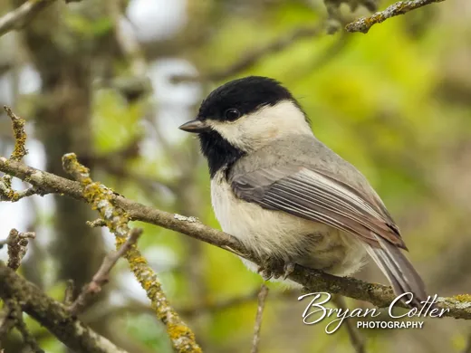 Carolina Chickadee