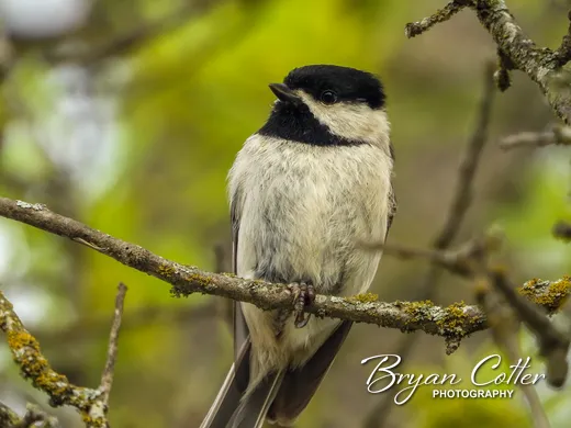 Carolina Chickadee