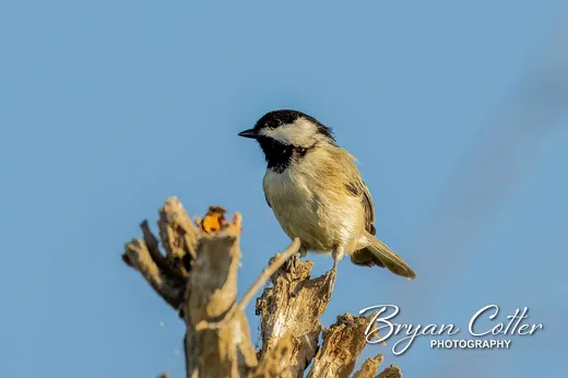 Carolina Chickadee