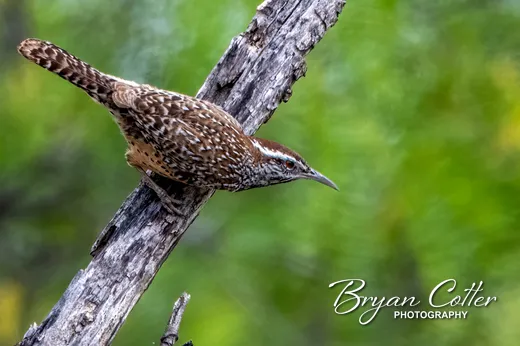 Cactus Wren