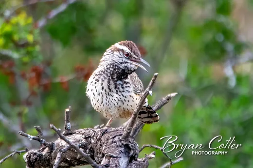 Cactus Wren