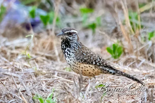 Cactus Wren