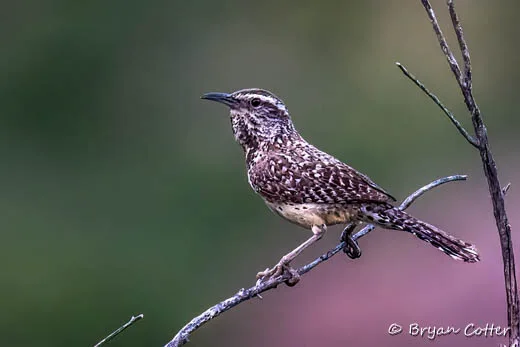 Cactus Wren photographed in Texas by Bryan Cotter
