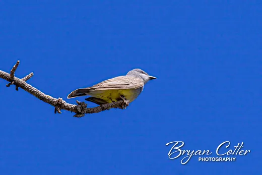 Cassin's Kingbird