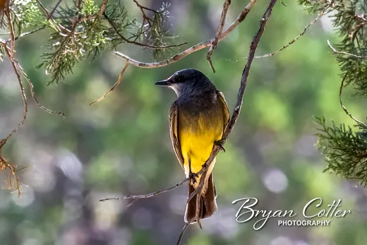 Cassin's Kingbird