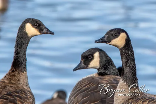 Canada Goose