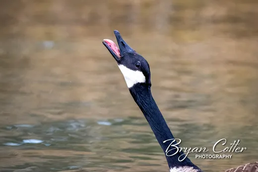 Canada Goose