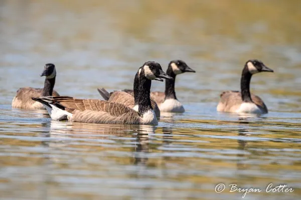 Canada Goose photographed in Texas by Bryan Cotter