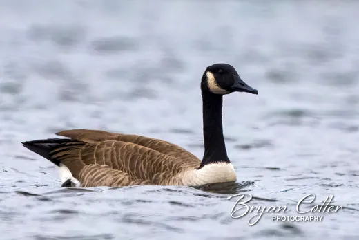 Canada Goose