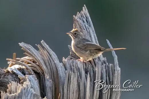Canyon Towhee