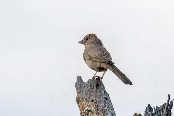 Canyon Towhee photographed in Texas by Bryan Cotter