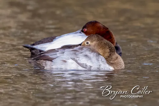 Canvasback