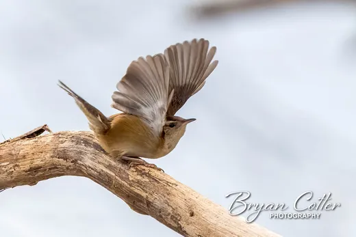 Canyon Wren