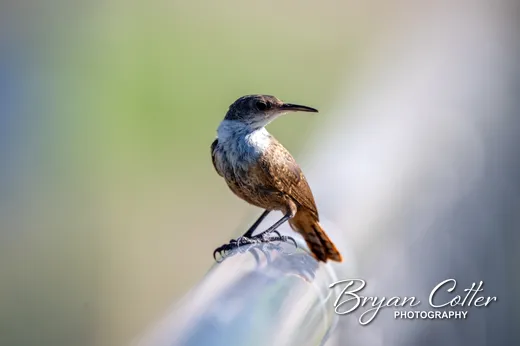 Canyon Wren