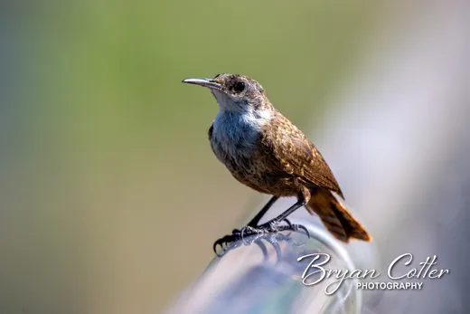 Canyon Wren