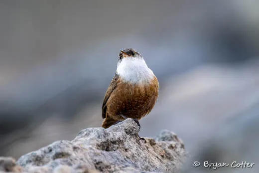 Canyon Wren