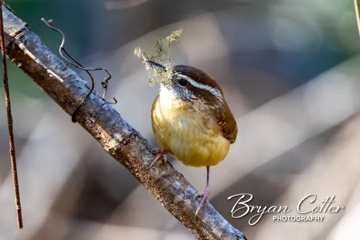 Carolina Wren photographed in Texas by Bryan Cotter