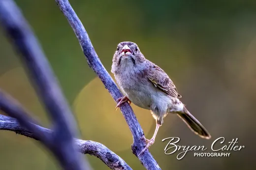 Cassin's Sparrow